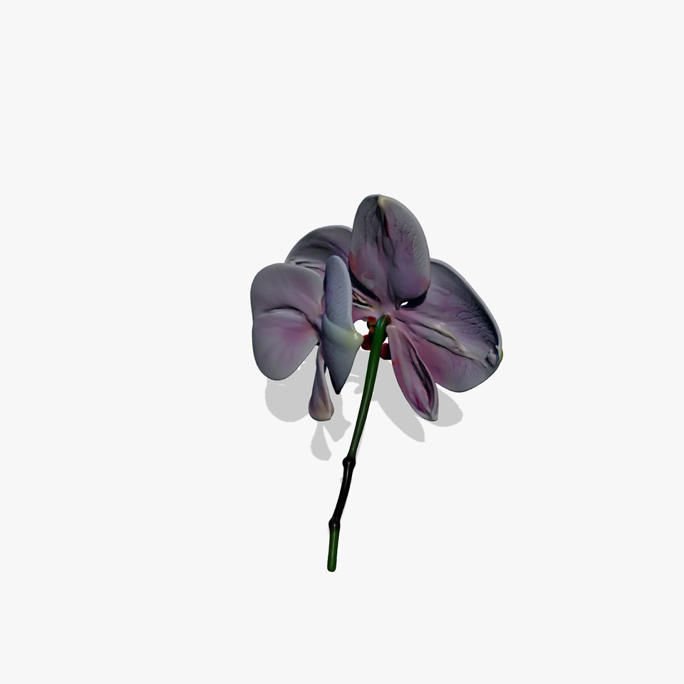 Detailed Phalaenopsis Orchid Flower model pack